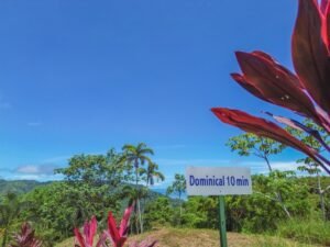 DJI_0482