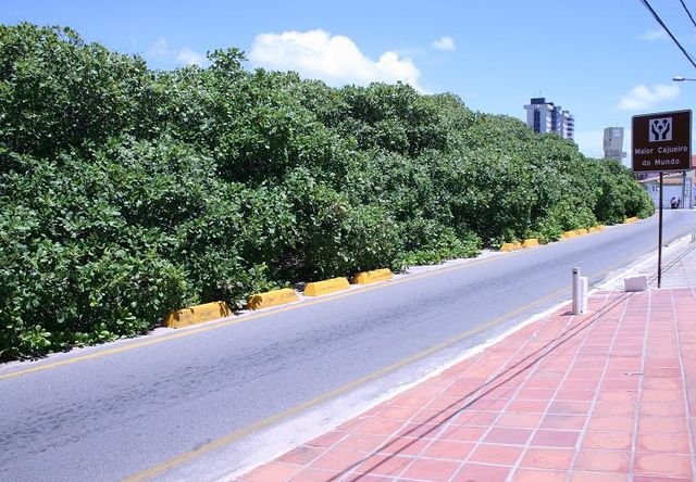 The Cashew of Pirangi as seen from the city side. c/o Marina Almeida, wikicommons.