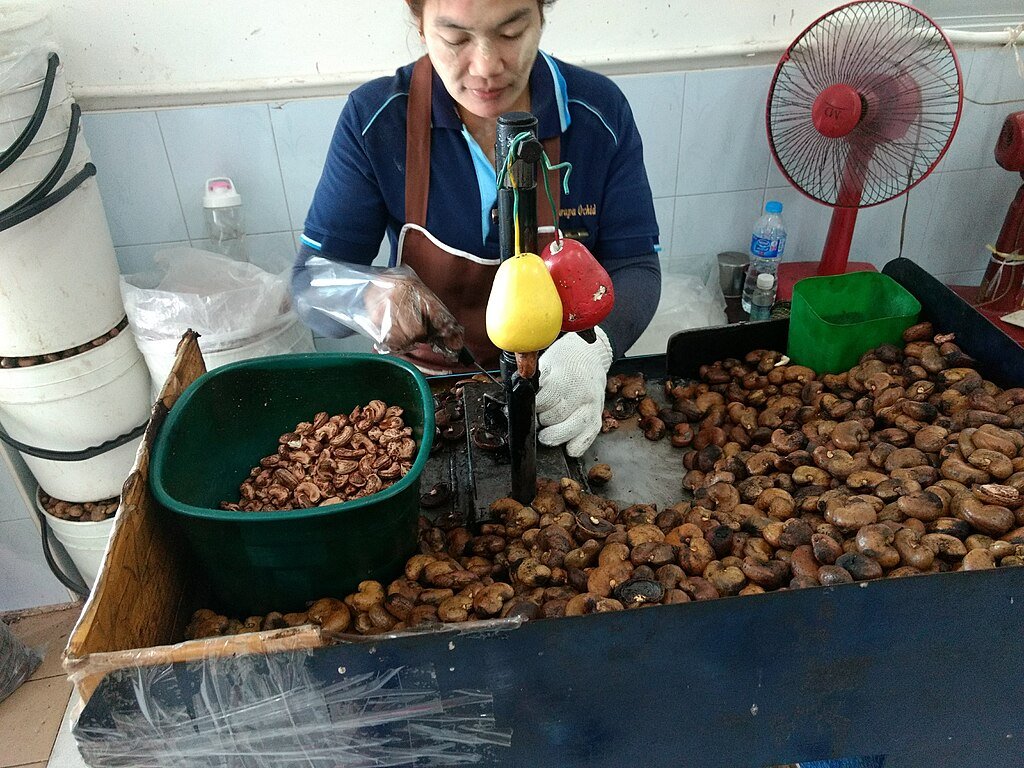 A woman shelling Cashews in Thailand - using gloves to protect her hands from dermatitis caused by the chemicals in the shells. c/o Lauren Hudgins, wikicommons.