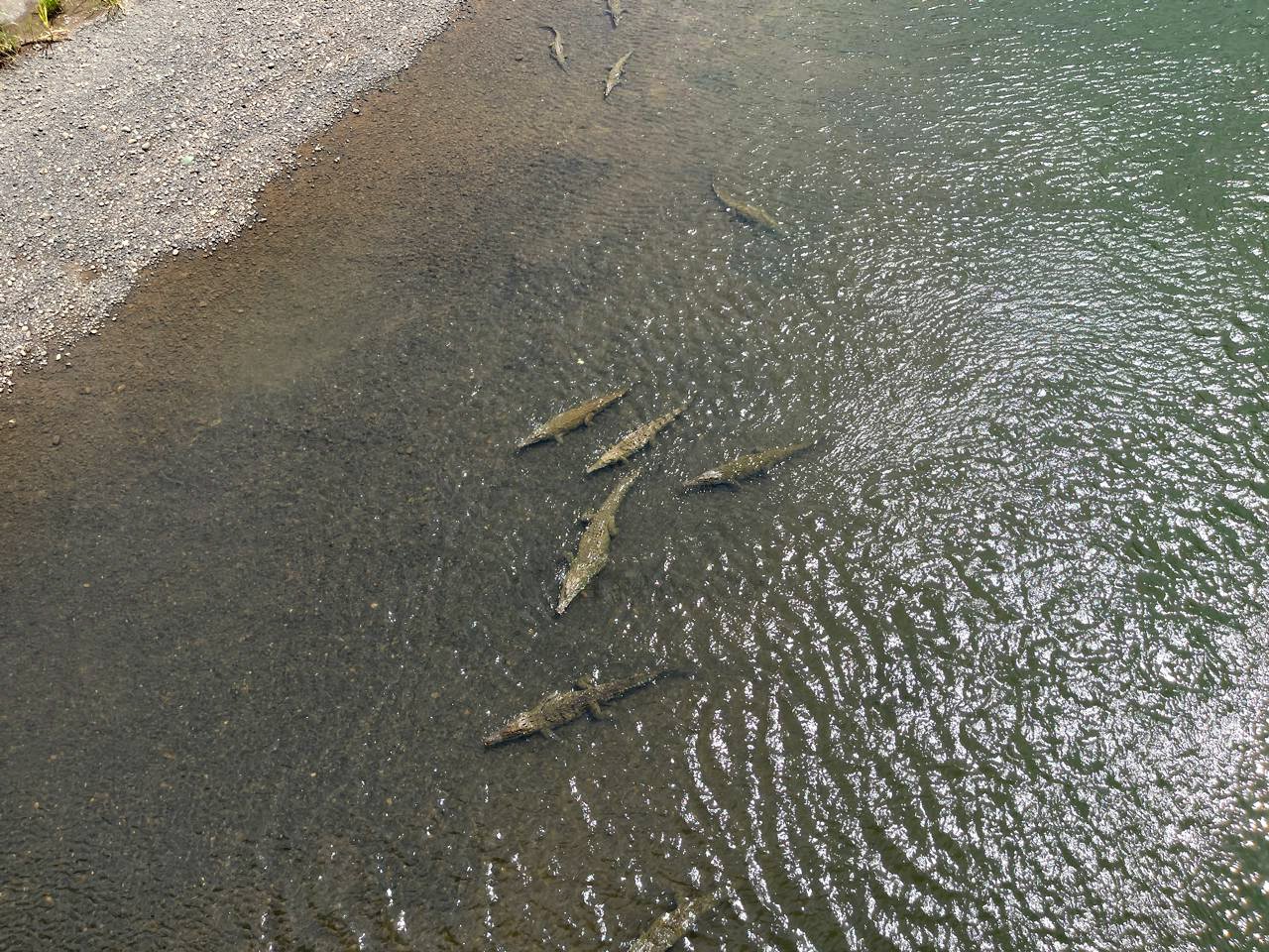 American Crocodiles in Tarcoles, Costa Rica. if the water was murky, they would be nearly invisible. 