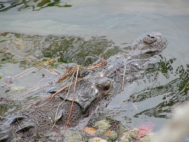 American Crocodiles are masters of camouflage - their coloring near total submersion makes them very hard to spot. c/o Sandford Brown, U.S. Fish and Wildlife Service, wikicommons.