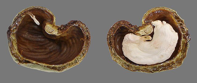 Cashew shell with the fresh nut inside. The liquid visible at the cut edges is the resin from the shell. c/o Eric Gaba, wikicommons. 