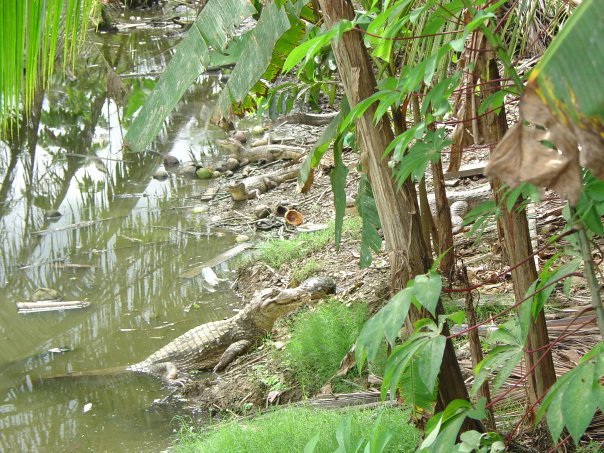 Numerous American Crocodiles near Ciudad Cortes, Costa Rica. This area, close to the Terraba River and Playa Tortuga, is especially frequented by crocodiles.