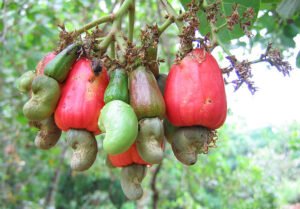 Cashew Apples and Nuts. c/o Vinayaraj, wikicommons.