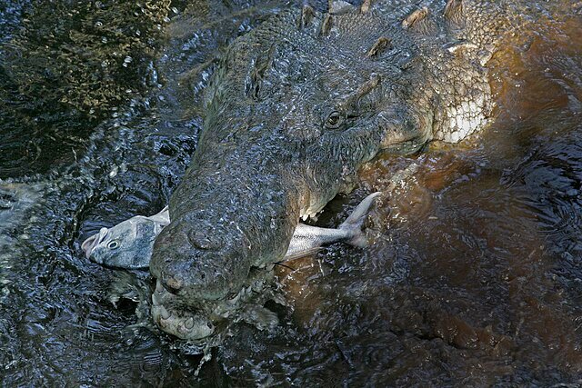 An American Crocodile feeding on a fish. c/o Tomascastelazo, wikicommons.