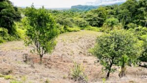 osa-tropical-properties-ocean-view-house-for-sale-in-ojochal-8149-27