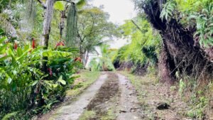 osa-tropical-properties-ocean-view-house-for-sale-in-ojochal-8149-32