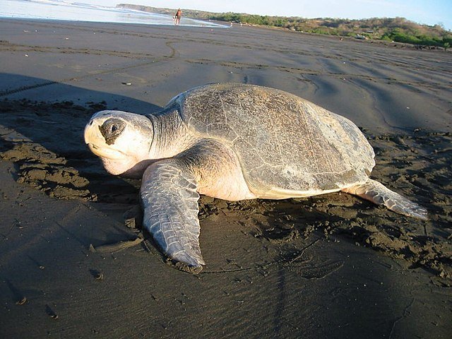 An Olive Ridley Sea Turtle with it shard shell - but no match for Costa Rica's crocodiles. c/o Brad Flickinger, wikicommons.