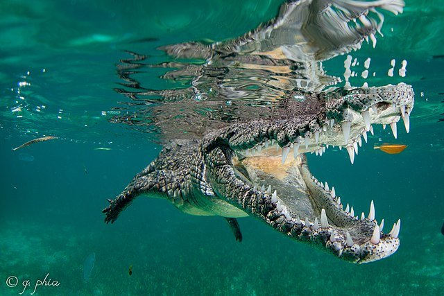 The American Crocodile is a formideable predator. c/o q phia, wikicommons.