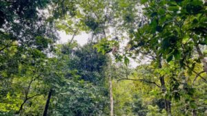 5513 – Profitable Riverfront Resort in Ojochal_49