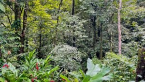 5513 – Profitable Riverfront Resort in Ojochal_50