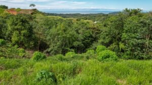 5933 Lot For Sale in Ojochal 08