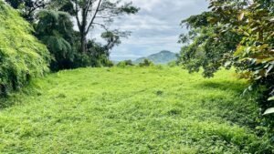 osa-tropical-properties Ocean view lot for sale in Tres Rios 4029 47