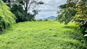 osa-tropical-properties Ocean view lot for sale in Tres Rios 4029 47