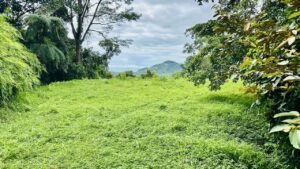 osa-tropical-properties Ocean view lot for sale in Tres Rios 4029 48