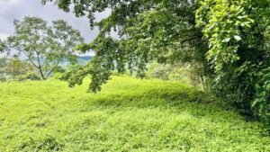 osa-tropical-properties Ocean view lot for sale in Tres Rios 4029 49