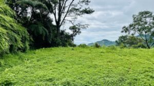 osa-tropical-properties Ocean view lot for sale in Tres Rios 4029 50