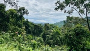 osa-tropical-properties Ocean view lot for sale in Tres Rios 4029 51