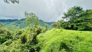 osa-tropical-properties Ocean view lot for sale in Tres Rios 4029 54