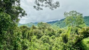 osa-tropical-properties Ocean view lot for sale in Tres Rios 4029 55