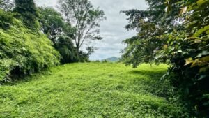 osa-tropical-properties Ocean view lot for sale in Tres Rios 4029 58