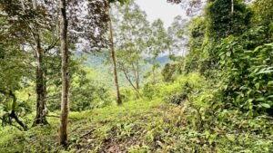 osa-tropical-properties Ocean view lot for sale in Tres Rios 4029 59