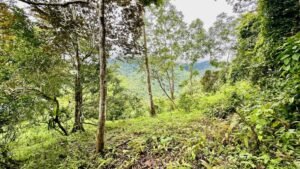 osa-tropical-properties Ocean view lot for sale in Tres Rios 4029 60