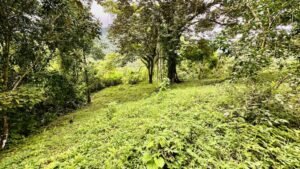 osa-tropical-properties Ocean view lot for sale in Tres Rios 4029 64