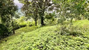 osa-tropical-properties Ocean view lot for sale in Tres Rios 4029 65