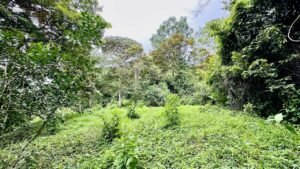 osa-tropical-properties Ocean view lot for sale in Tres Rios 4029 66