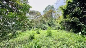 osa-tropical-properties Ocean view lot for sale in Tres Rios 4029 66