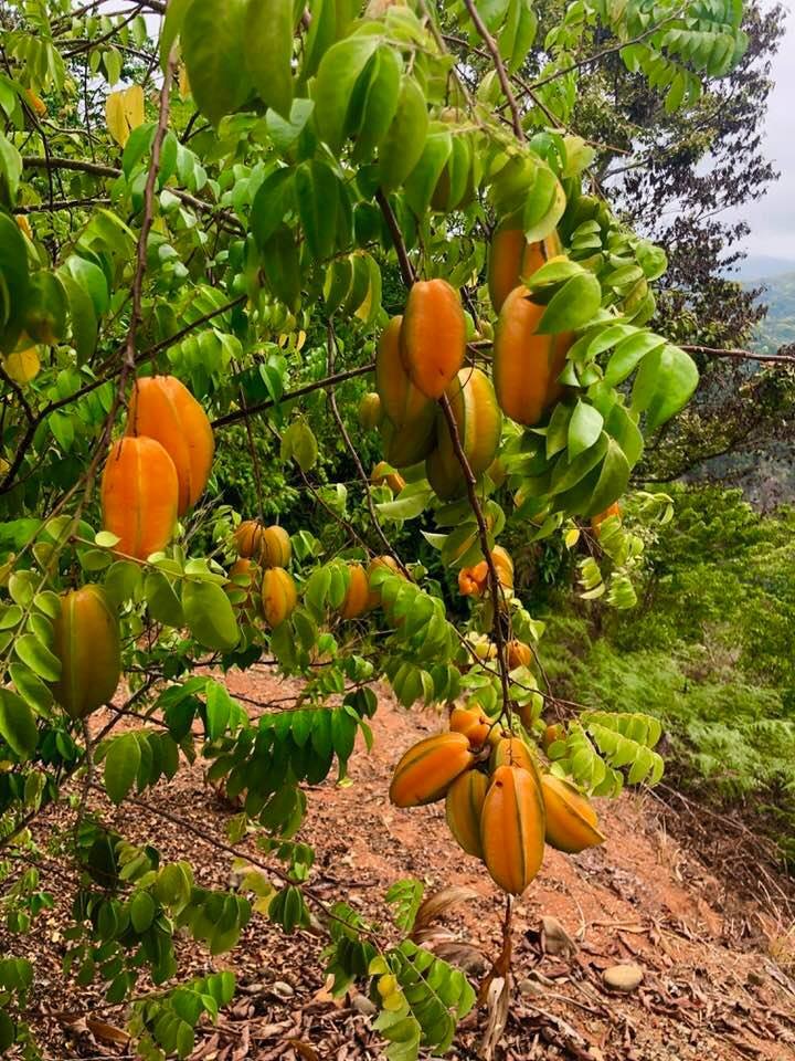 Ripe Starfruit in the hills above Costa Ballena.