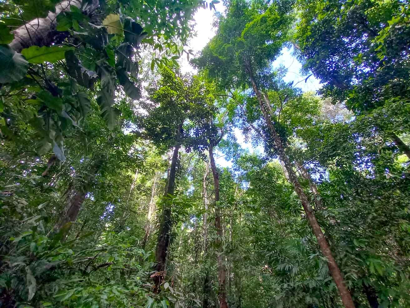 Old growth Tropical Rain Forest in the Osa Peninsula, bordering Corcovado National Park.