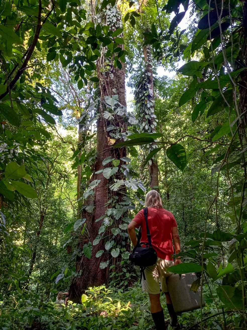 Ben surveying a huge tree in an old-growth Tropical Rain Forest near Quepos.