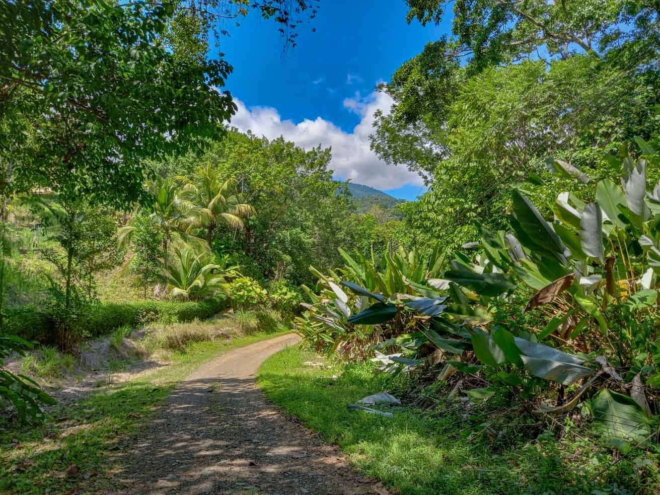 A Secondary Growth Forest near Tres Rios. Notice the mix of natural and man-planted vegetation and the lower height but increased thickness of the growth.