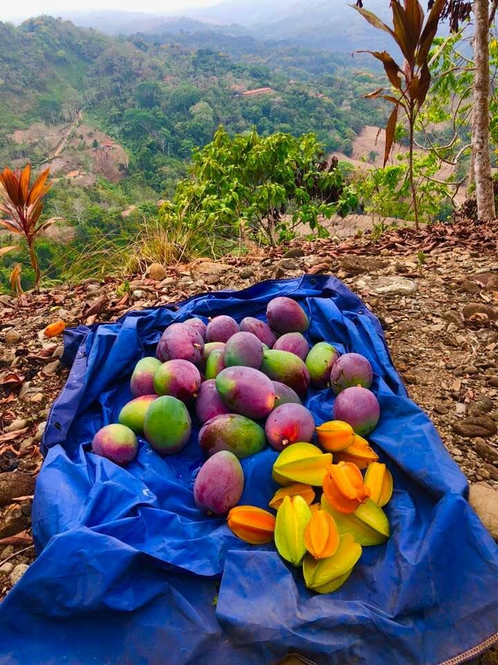 Ben & Heather's haul of Starfruit and Mangoes - this is the wonderful bounty of tropical lands. 