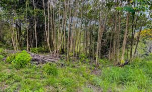 5507 – Tres Rios Cascada Azul Lot #1_17