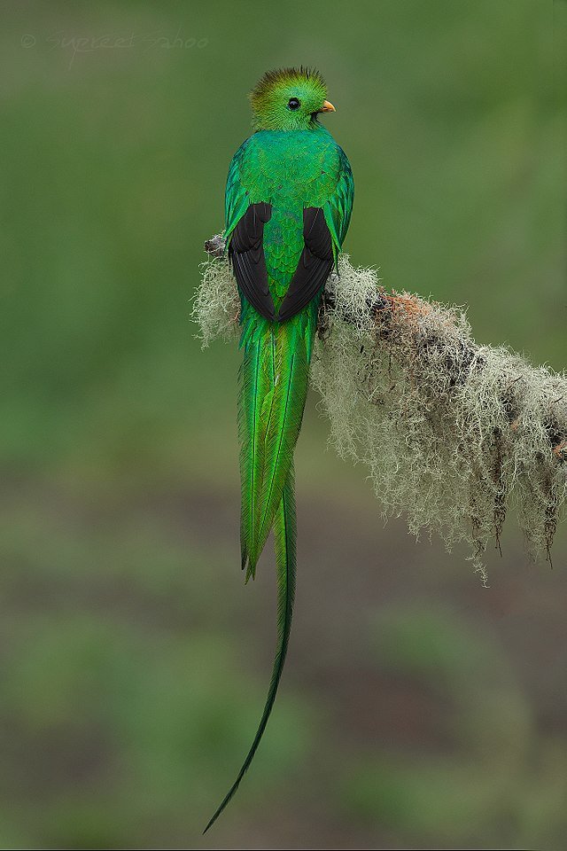 The Resplendent Quetzal can only be found in moist forests above 1,000 meters or 3,300 feet in elevation. c/0 Supreet Sahoo, wikicommons.