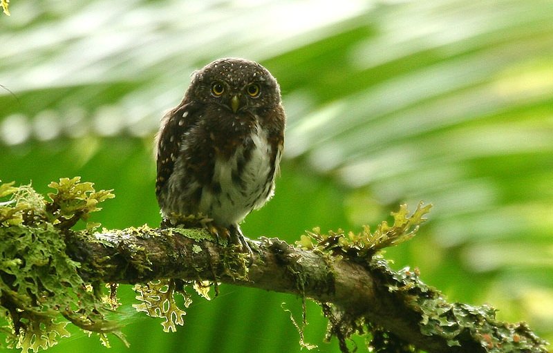 The Costa Rican Pygmy Owl can be found at elevations above 1,000 meters or 3,300 feet to 3,000 meters or 10,000 feet. c/0 Michael Woodruff, wikicommons. 