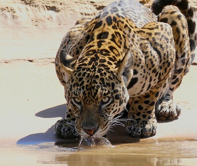 The Jaguar prefers Tropical Rain Forest habitats. It can be found in spotty populations all over Costa Rica including Osa & Nicoya Peninsulas, North eastern areas up to the Nicaragua border, and lower forests along the interior of the country. c/o Bernard DUPONT, wikicommons.