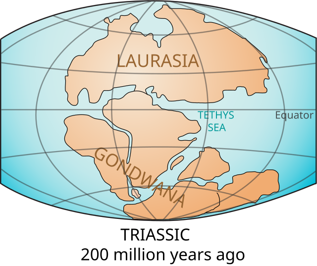 The supercontinent of Gondwana begun breaking up about 140 million years ago - thus the common ancestor of both the Kagu and Sunbittern ended up in today's South America and New Caledonia (near Australia). c/o Lennart Kudling, wikicommons. 