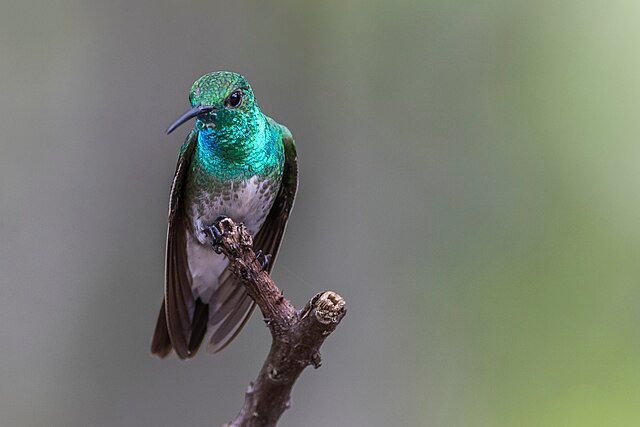 The elusive Mangrove Hummingbird. This endangered bird can be found, in spotty populations, along Tea Mangroves of Pacific Costa Rica. c/o Jorge Obando Nature Photo. wikicommons. 