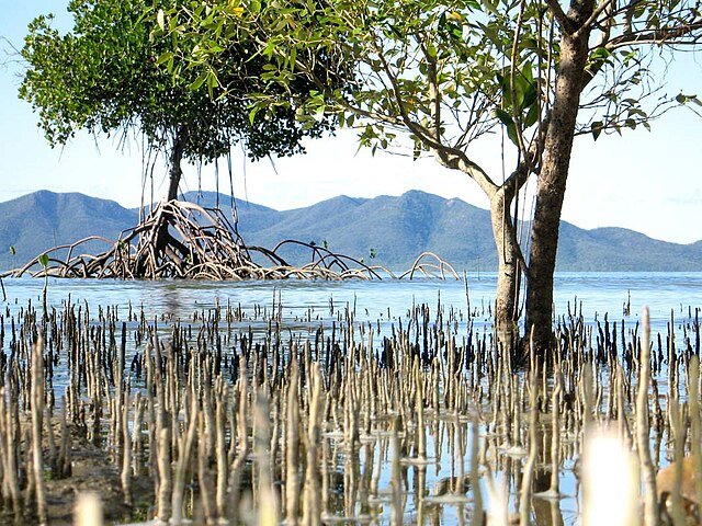 Specialized Mangrove roots stick above the water to absorb oxygen. c/o Allan Henderson, wikicommons.