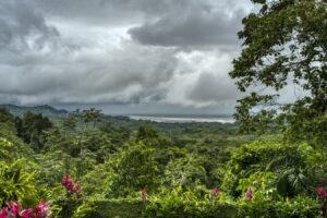 Ocean view over hedge