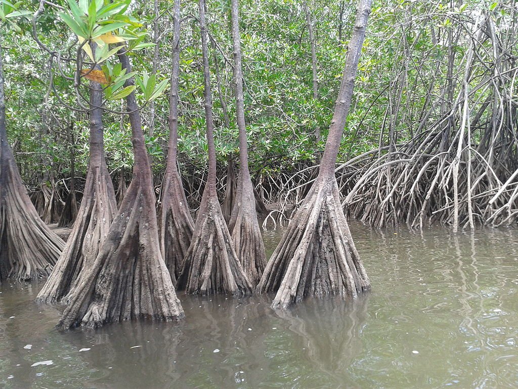 Tea Mangroves in the Terraba-Sierpe wetlands. c/o Fabsiar, wikicommons.