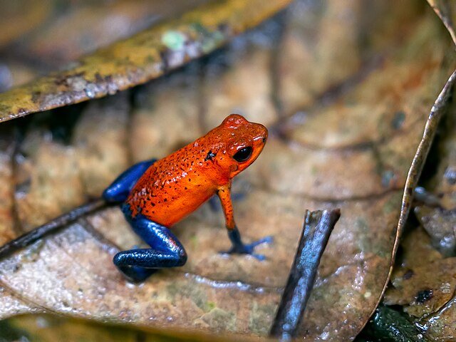 A "Blue Jeans" variation of the Strawberry Poison Dart Frog, photographed in a cloud forest of central Costa Rica. c/o Charlie Jackson, wikicommons.