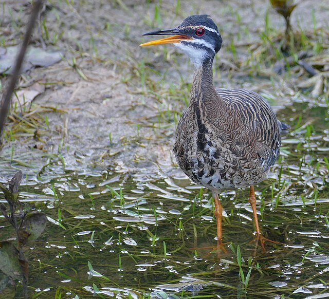 Sunbittern calling. c/0 Bernard DUPONT, wikicommons.