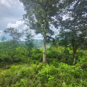 WhatsApp Image 2025-01-19 at 8.16.49 AM (1)