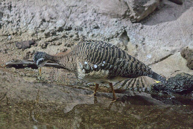 With folded wings, the Sunbittern seamlessly blends into its habitat. The camouflage, together with the bird's shininess and slow deliberate movements, make it very hard to spot. c/o Paul Korecky, wikicommons, 