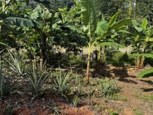 casa san buenas20240531_0019